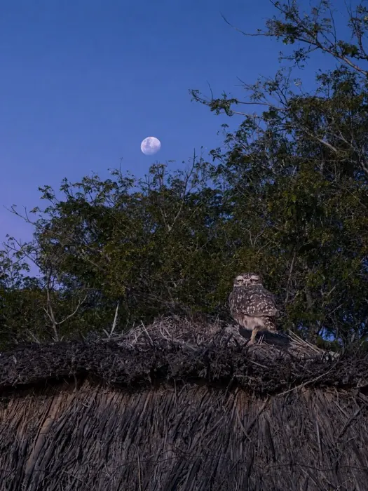 Lechuza bajo la luna en Paso de la Patria