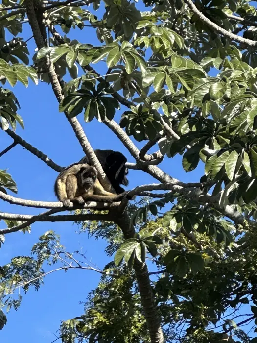 Monos en los árboles de Paso de la Patria